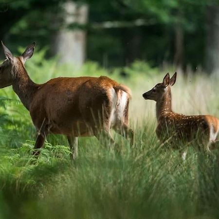 Maison Au Milieu Des Bois Et Des Animaux Jouy-le-Potier Eksteriør billede