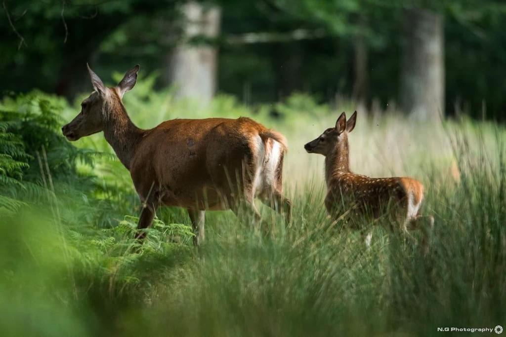 Maison Au Milieu Des Bois Et Des Animaux Jouy-le-Potier Eksteriør billede