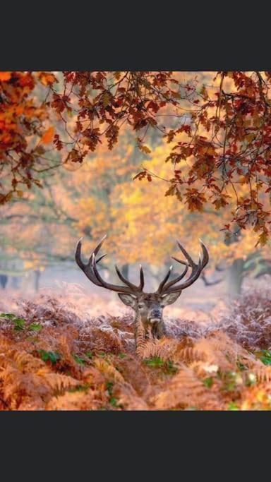 Maison Au Milieu Des Bois Et Des Animaux Jouy-le-Potier Eksteriør billede