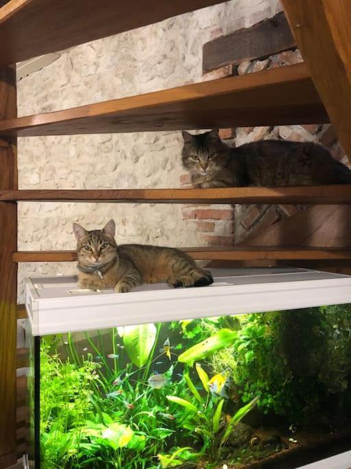 Maison Au Milieu Des Bois Et Des Animaux Jouy-le-Potier Eksteriør billede
